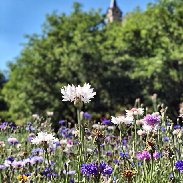 Instagram #igerstarnetgaronne