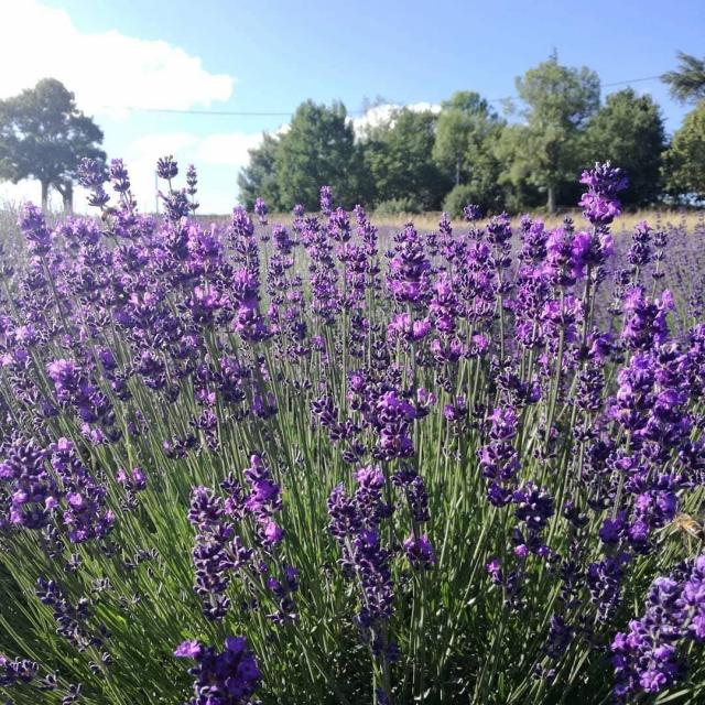 Instagram #igerstarnetgaronne