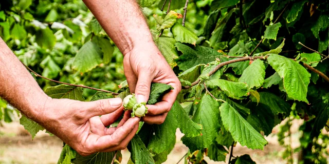 Domaine De Lescure Noisettes