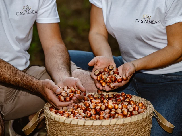 Castaneas Noisettes Arte Da Luz