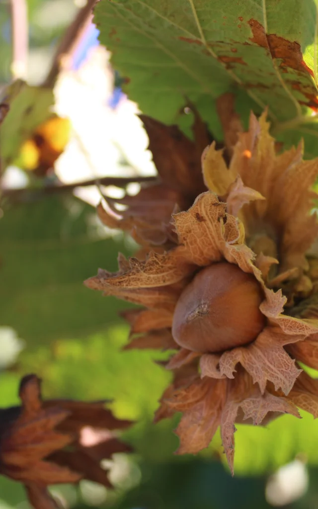 Inoisettes Aygots 9573