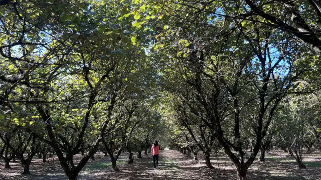 Noisettes Aygots 7283