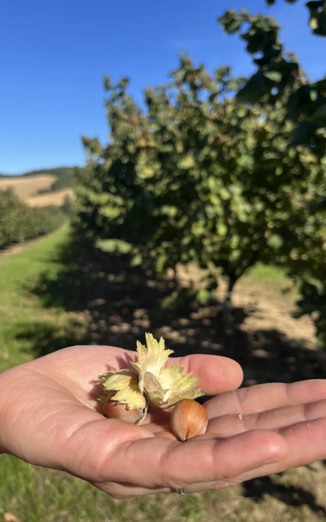 Noisettes Aygots 7291 Rotated