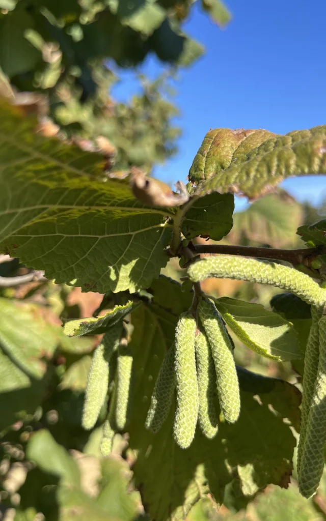 Noisettes Aygots 7298 Rotated