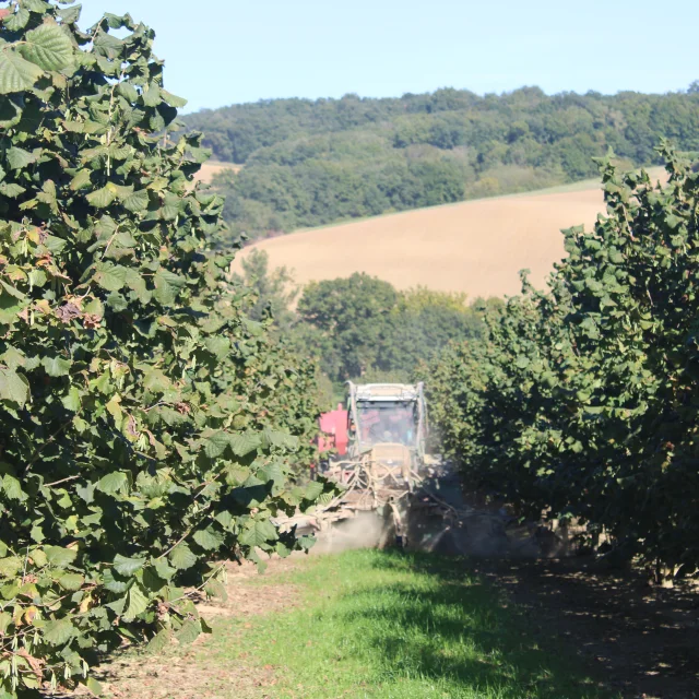 Noisettes Aygots 9544